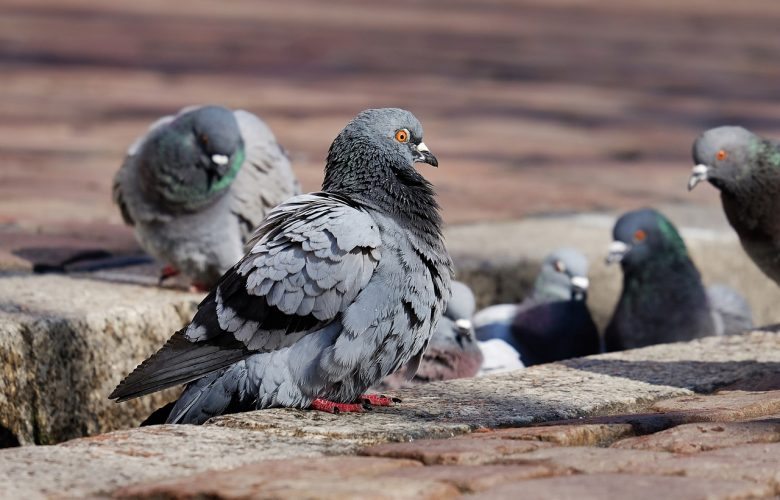 pigeons