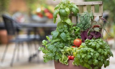 Créer un mini potager vertical pour les petits espaces : astuces et conseils.