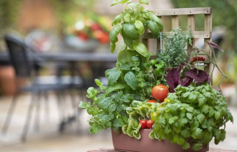 Créer un mini potager vertical pour les petits espaces : astuces et conseils.