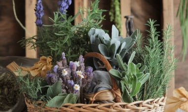 remède naturel mince alors : aînés à mardi, pour soin site recette plantes