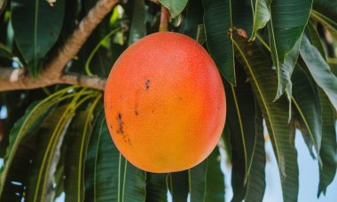 malaise vagal : remède naturel de grand-mère | astuces maison avant mardi