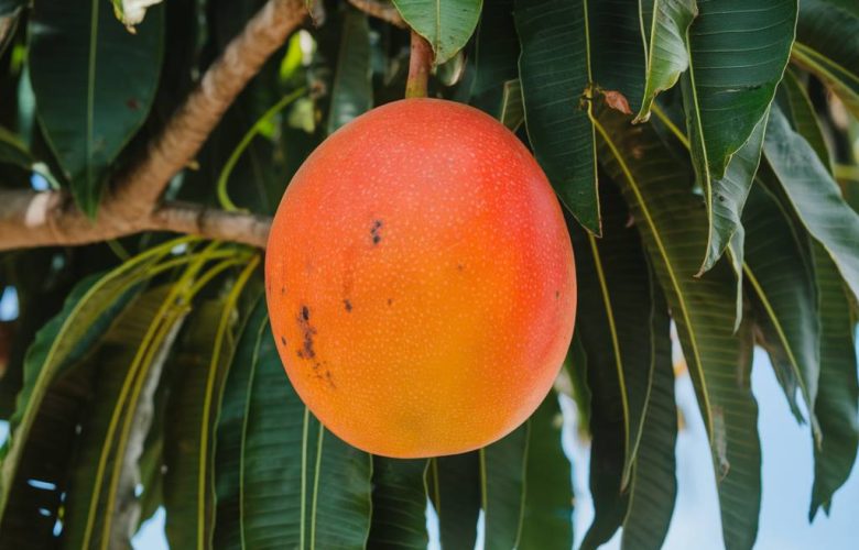 malaise vagal : remède naturel de grand-mère | astuces maison avant mardi