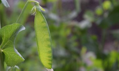 Astuces pour optimiser son panier midi fruits légumes famille sans exploser son budget
